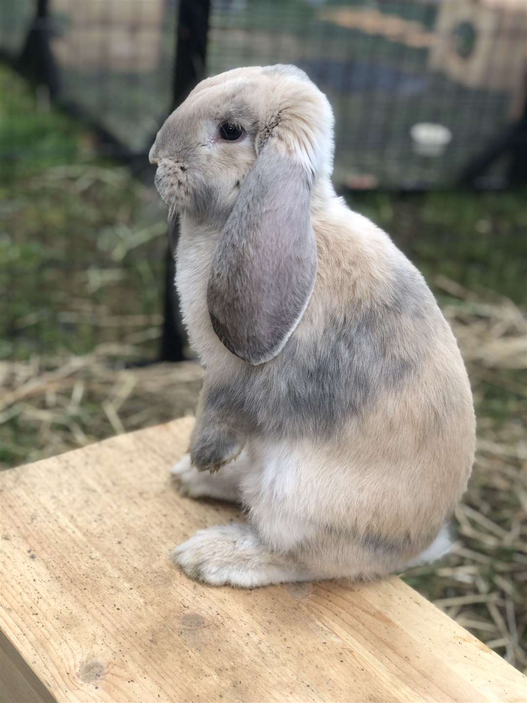 Bardot the French Lop Picture: @lopsofkent (47852960)