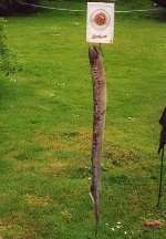 The giant sea lamprey fish. Picture courtesy Emily Highmore/Powergen