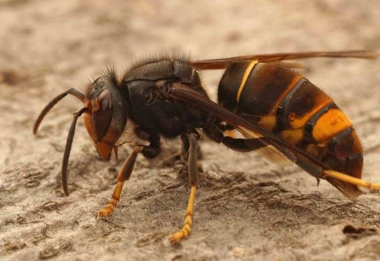 Figures Reveal Number Of Asian Hornets Seen In Kent This Year   7OSBLOYRCT1QEUXUJRCF 