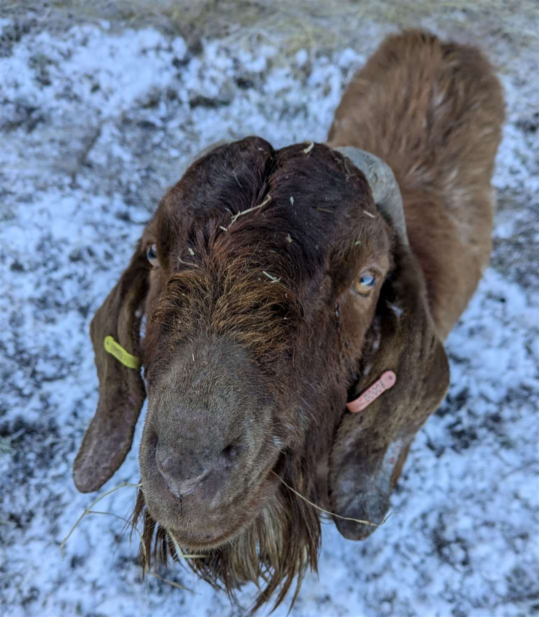 Gregory the goat in his new home at Buttercups Sanctuary for Goats. Picture: Matt Huggins