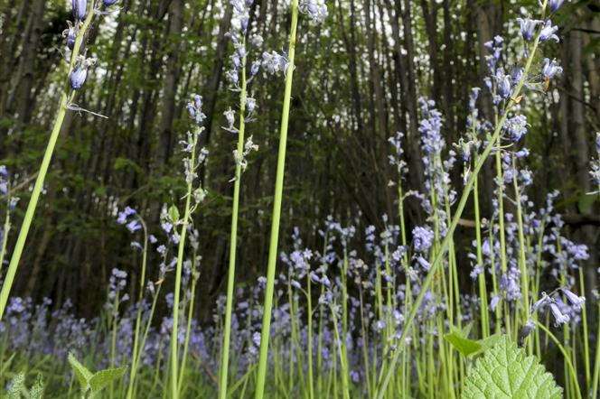 Oaken Wood, off North Pole Road, Barming