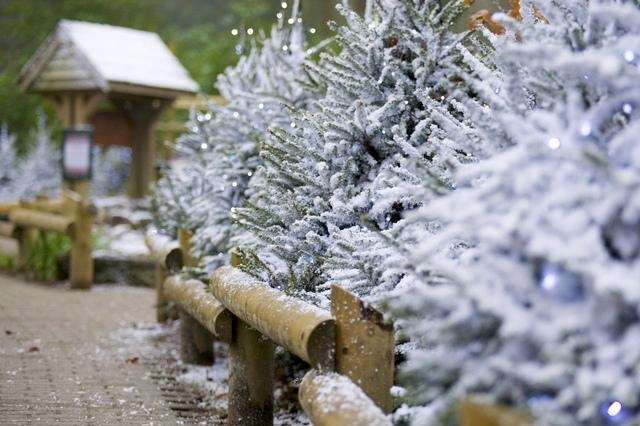 Elveden Forrest has been transformed into a Winter Wonderland