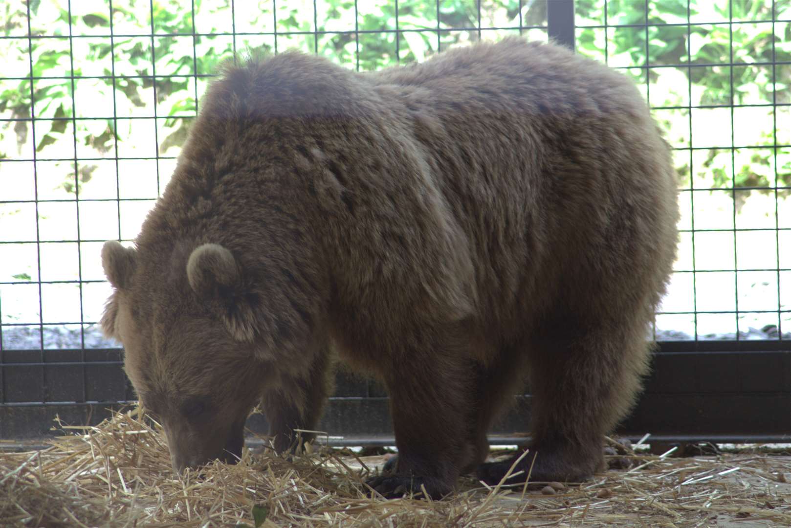 They were rescued from a zoo in Andorra