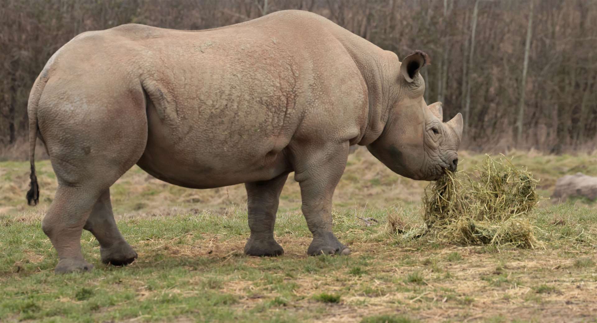 It’s Rhino Week at Howletts Wild Animal Park and, to celebrate, we’re giving away tickets and a rhino encounter. Picture: Howletts