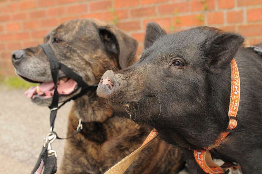 Winnie the pig with best friend Alfie the dog