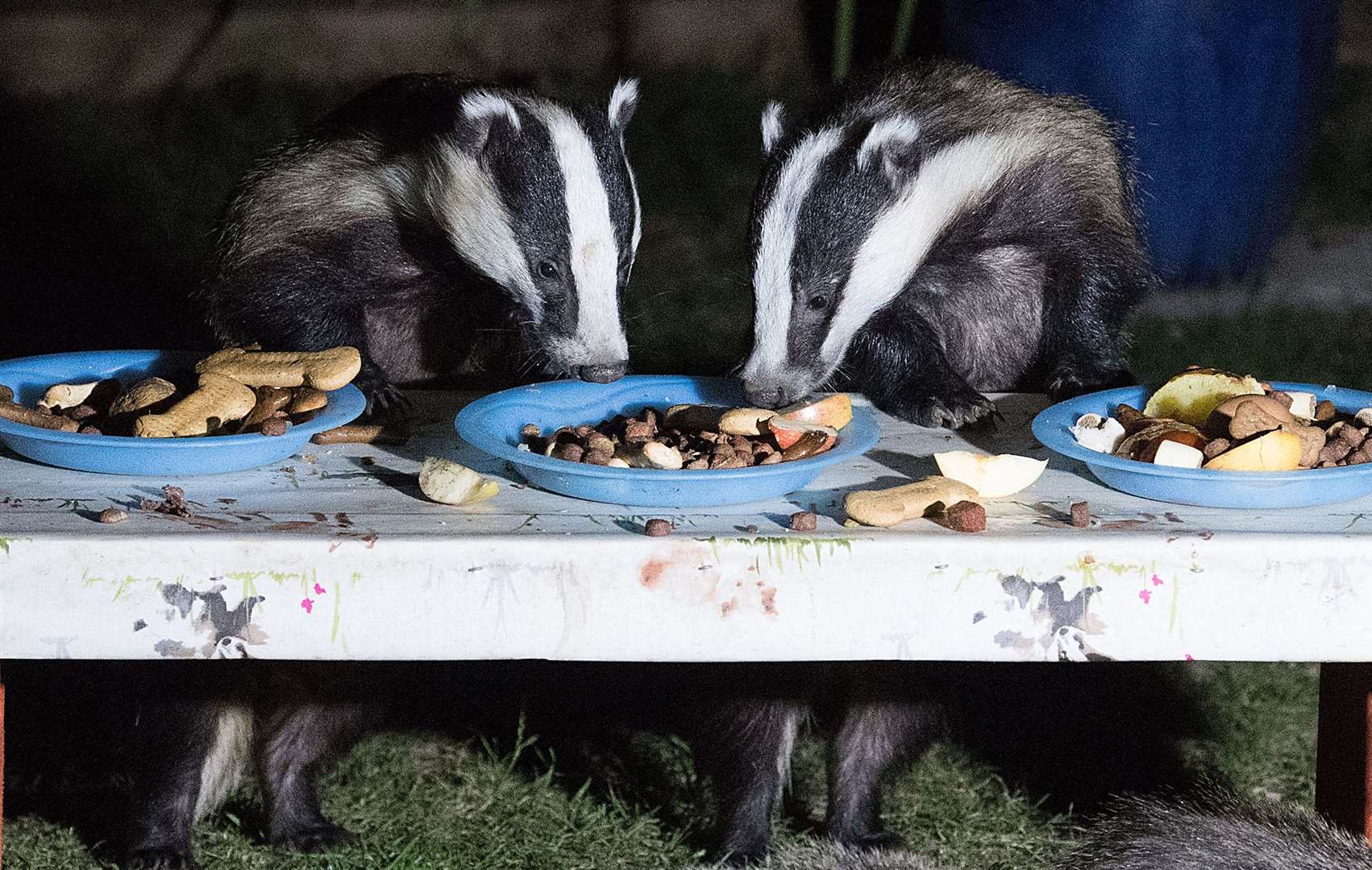 Badgers feast at a dining table set up in Marcel Payne's back garden in Bearsted. Picture: Georgie Gillard/Daily Mail