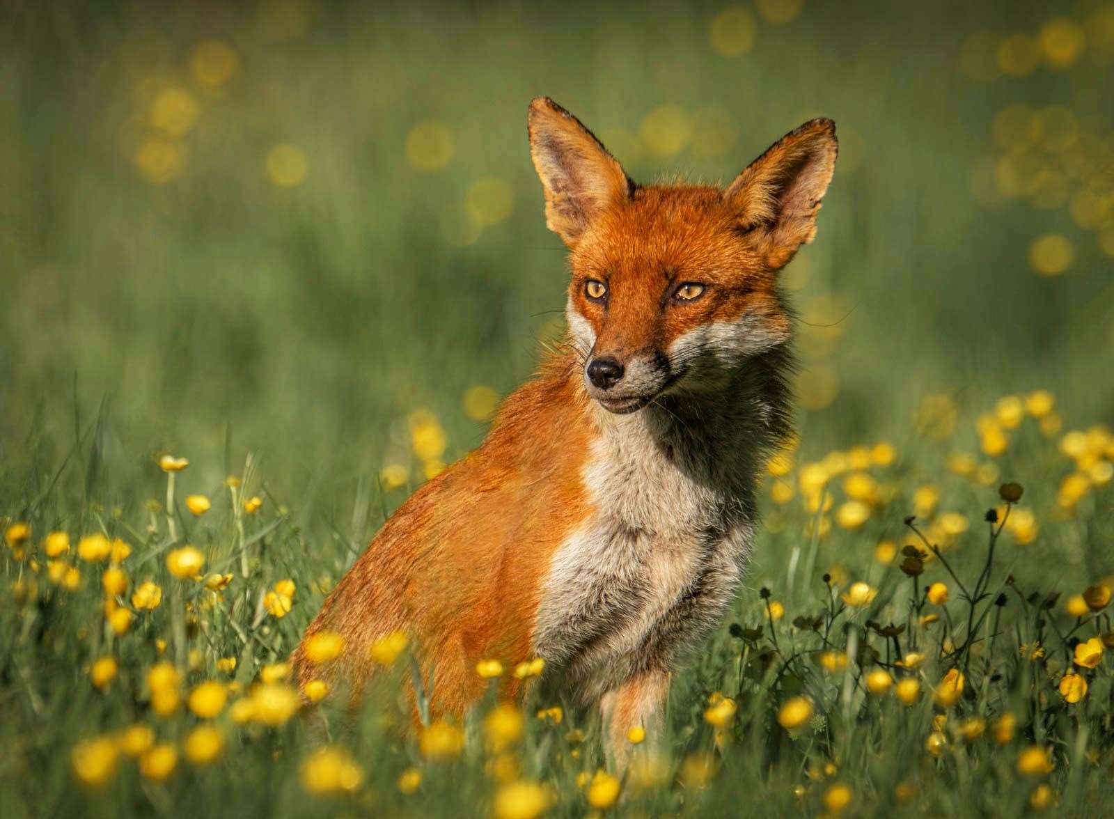 It is assumed the dead foxes were poisoned. Stock image