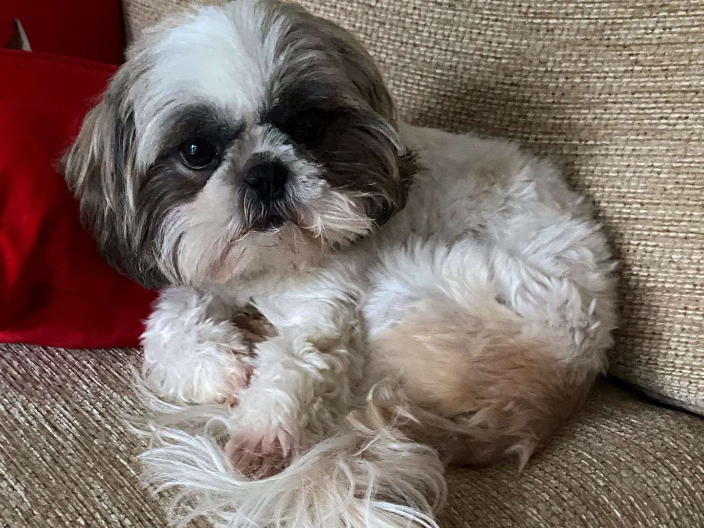 'Beautiful' Boo Bear is in urgent need of a blood transfusion. Picture: Alison Haywood