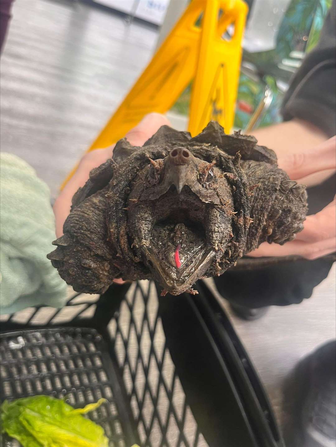 Dr Kate Hornby explained how the red mark on the turtle’s tongue is used to bait fish by appearing to be a worm (Wild Side Vets/PA)