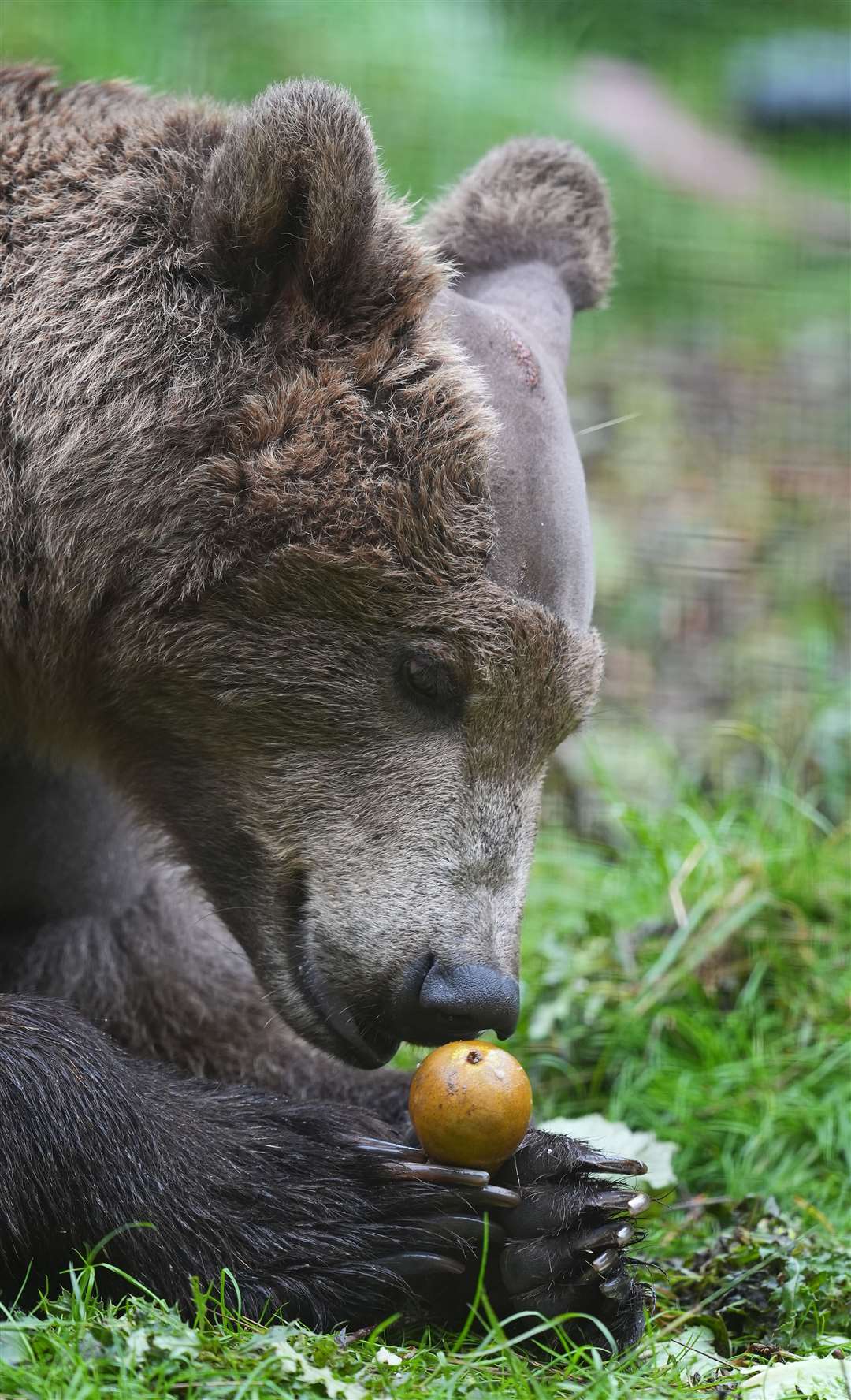 Boki the bear is taking Calpol, a medicine for children containing paracetamol as he recovers from brain surgery (Gareth Fuller/PA)