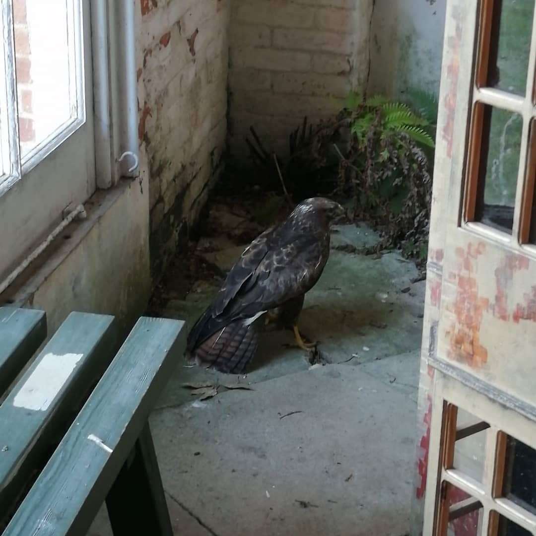 A buzzard was spotted in the Orangery at Felbrigg, Norfolk (National Trust/PA)