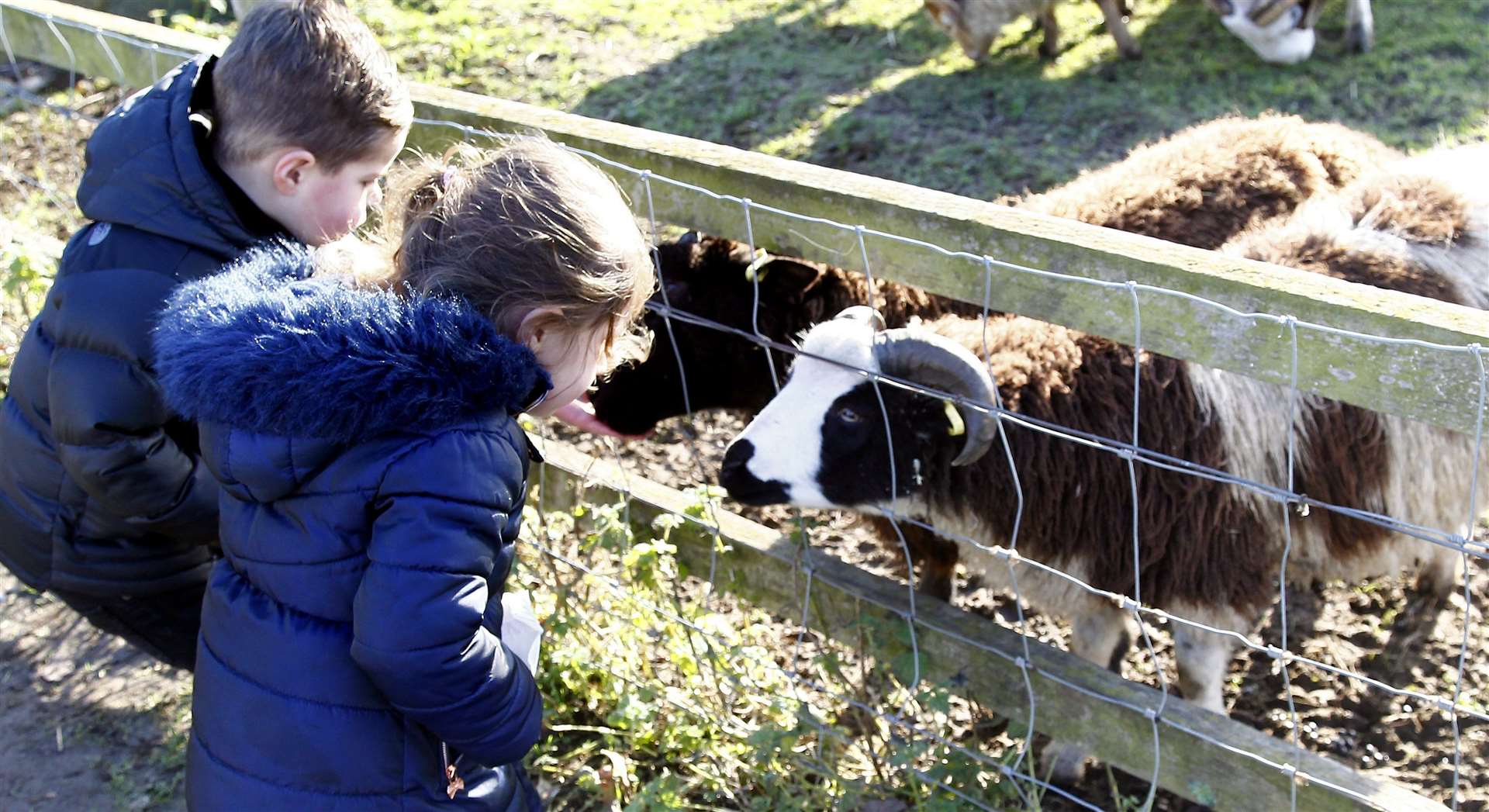 Finley and Miller meet the goats at Kent Life Picture: Sean Aidan