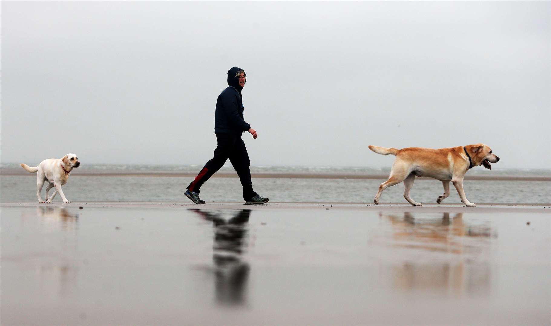 Labrador retrievers were used by the researchers as base comparison for the study (Brian Lawless/PA)