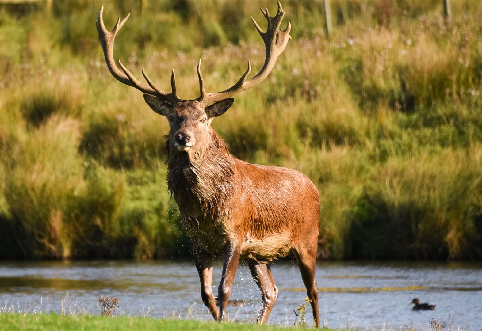 dead-deer-on-tracks-at-wadhurst-stops-trains