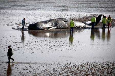 The beached sperm whale at Pegwell Bay. Picture Simon Steven