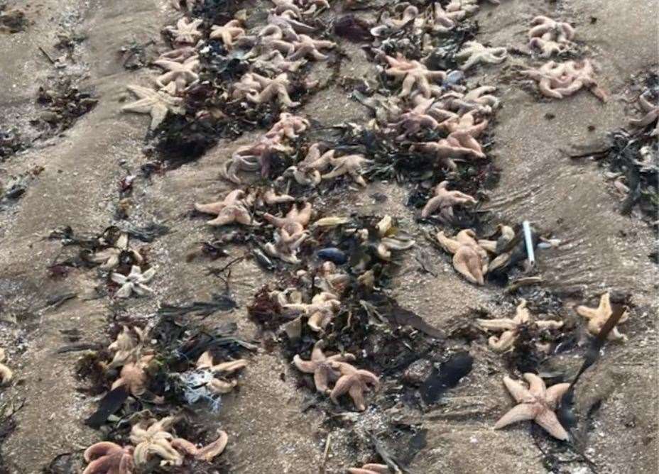 A runner found the dead starfish on Botany Bay, Broadstairs. Picture: Ben Waldron