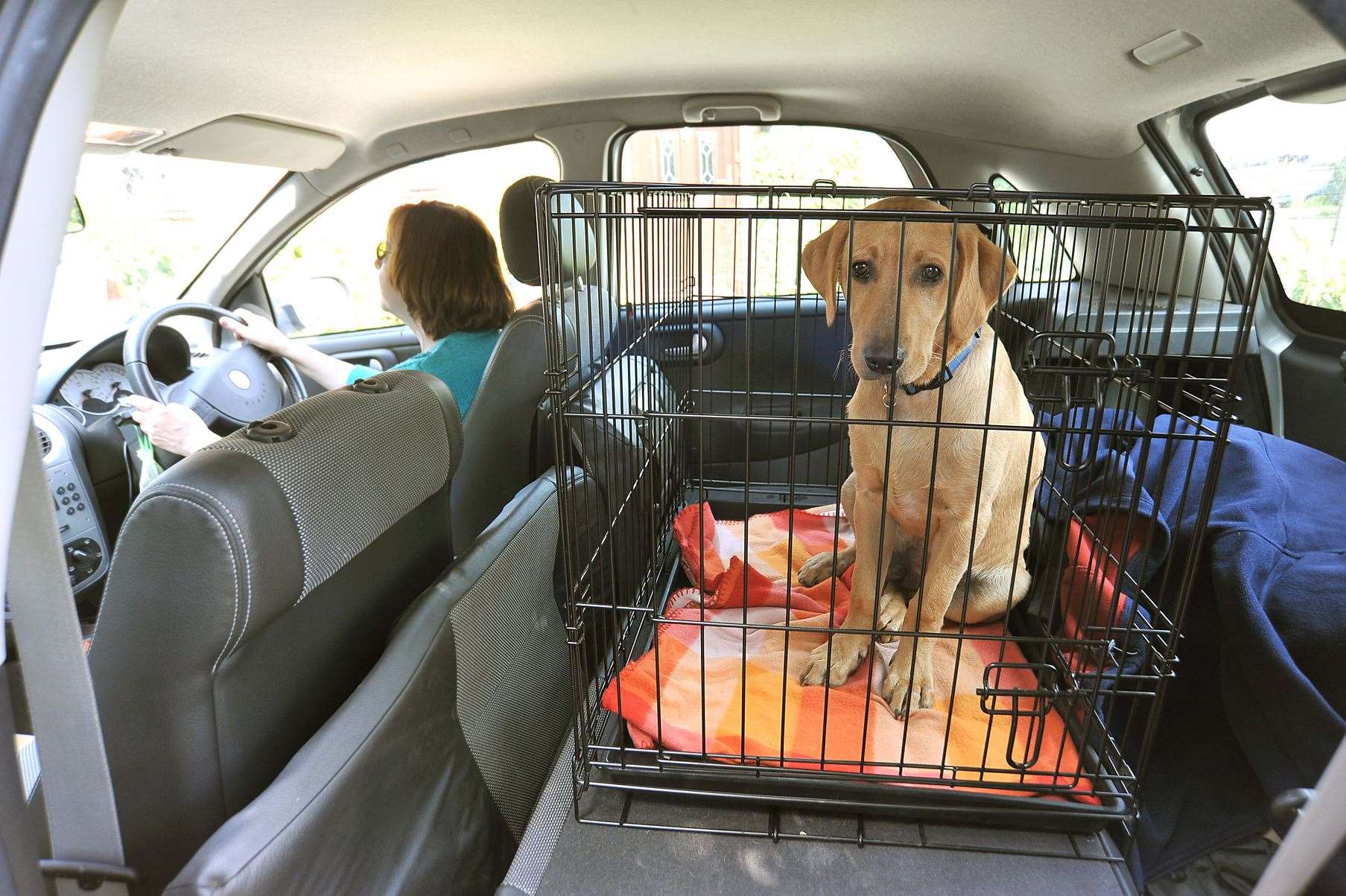 Drivers are advised to invest in either a good quality harness, crate or guard to keep a pet safe during journeys