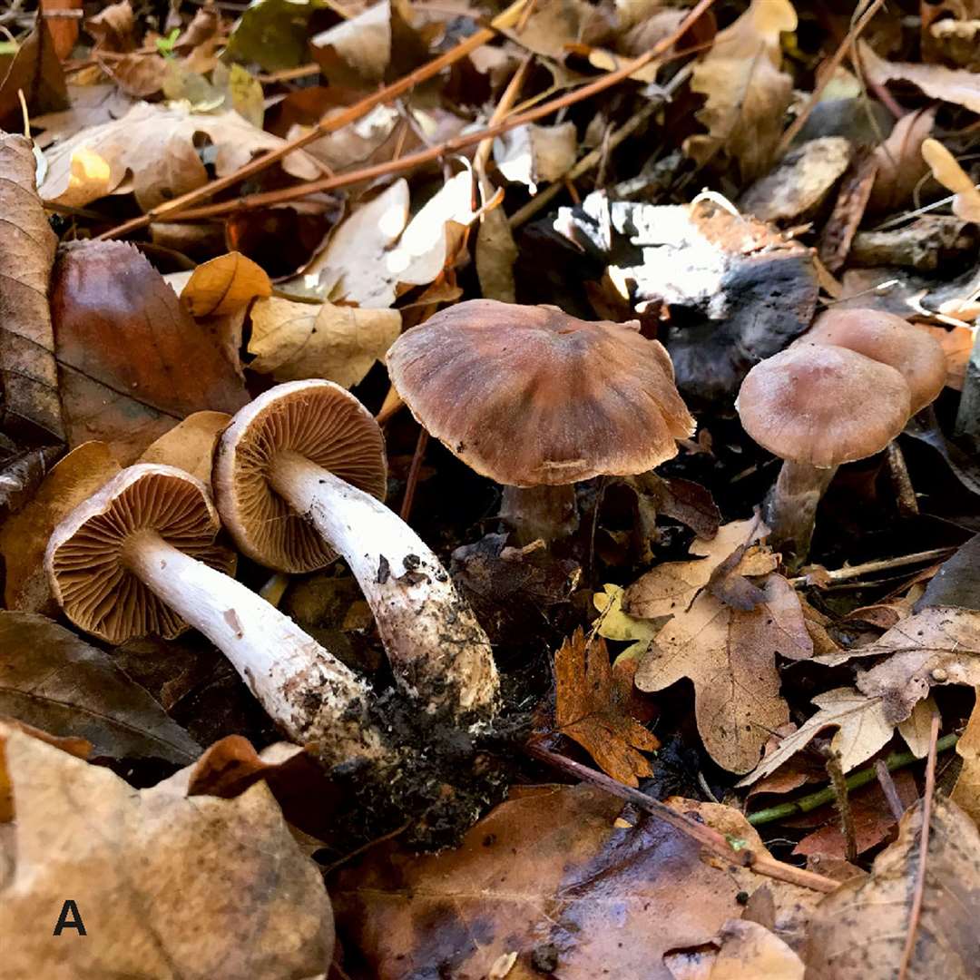 Toadstool mushroom Cortinarius heatherae, found at Heathrow Airport, is among the plant species newly named by scientists this year (Andy Overall/Royal Botanic Gardens Kew/PA)