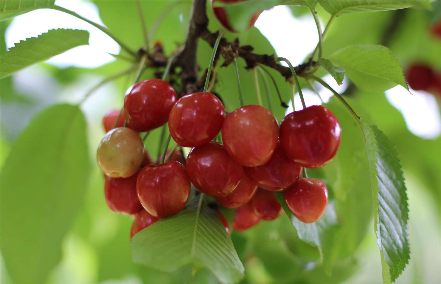 Brogdale's annual Cherry Fair