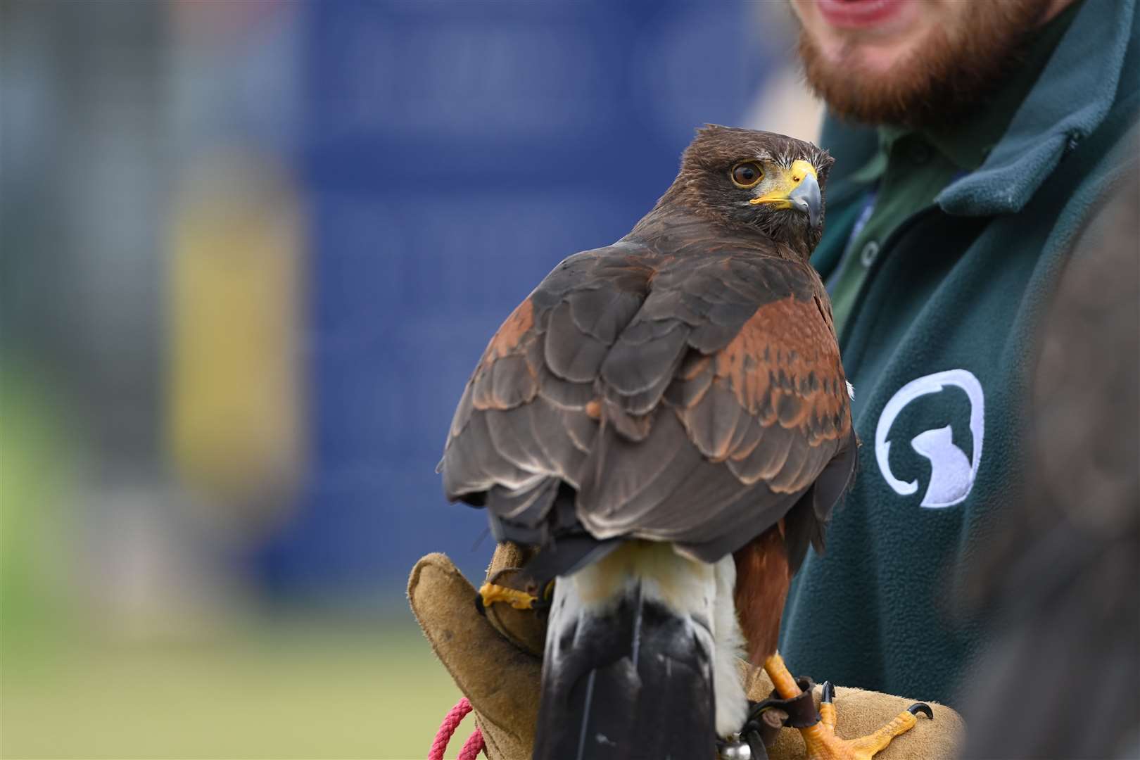 Raptor used to keep the other birds from the course. Picture: Barry Goodwin (49262164)