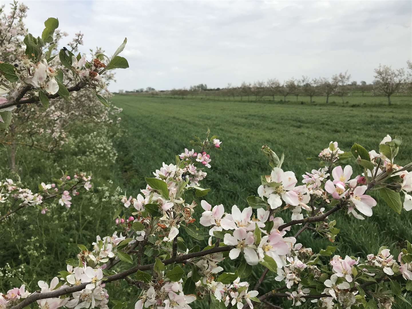 Stephen Briggs has pioneered organic agroforestry on his farm (Stephen Briggs/PA)