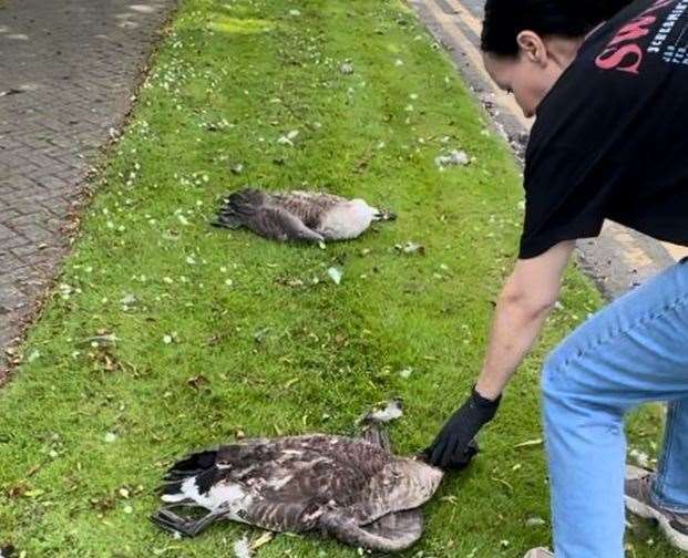 Eight geese killed in a “horrific” case of wildlife abuse in Anchor Boulevard, Dartford. Picture: Carly Ahlen