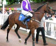 Missing racehorse Zimbabwe