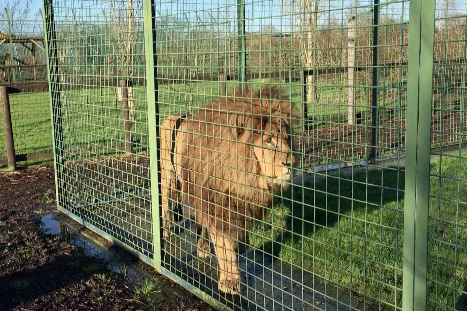 Manzi the African lion