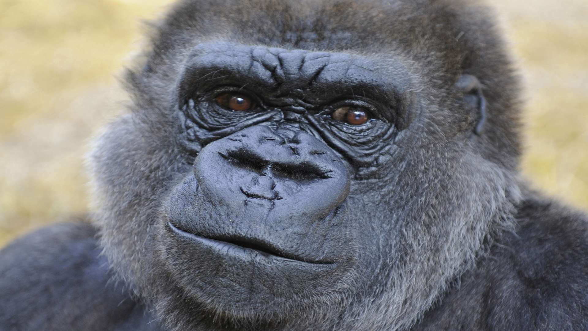 Howletts Wild Animal Park, Bekesbourne. Feature on the keepers. Tambabi a western lowland gorilla