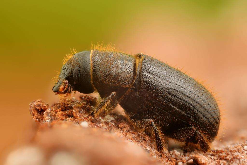 The spruce bark beetle has been found in Ashford (5871621)