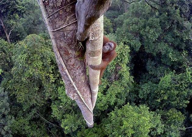 An endangered young male Bornean orangutan climbs over 30 metres up a tree deep in the rain forest of Gunung Palung National Park, West Kalimantan, Indonesia in Person of the Forest by Tim Laman