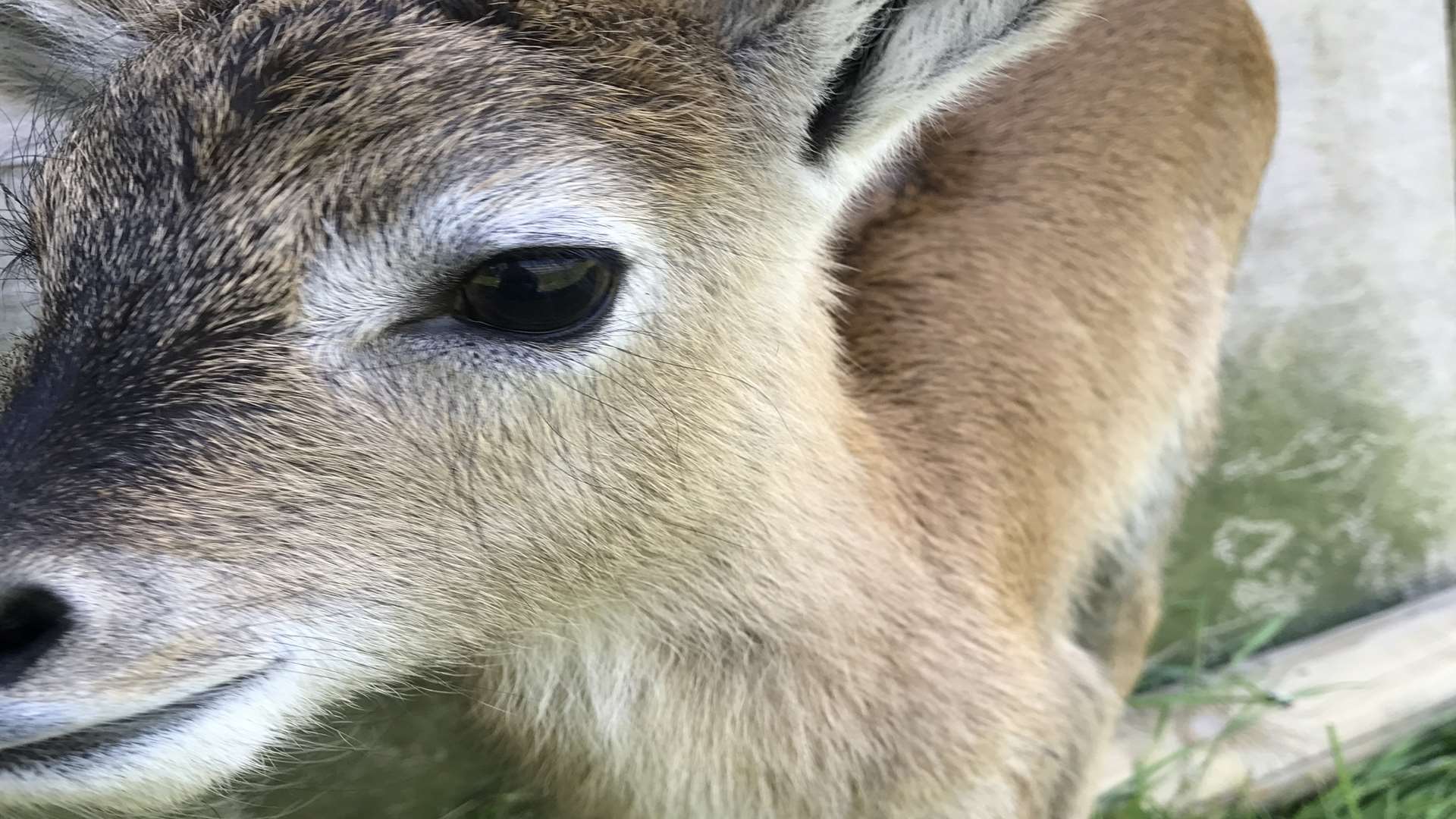 The baby Red Lechwe at Port Lympne