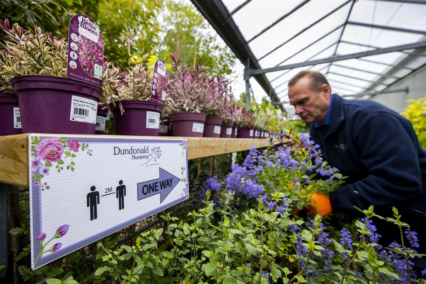 Worker Steven McFarland picking flowers for home delivery at Dundonald Nurseries in Belfast (Liam McBurney/PA)