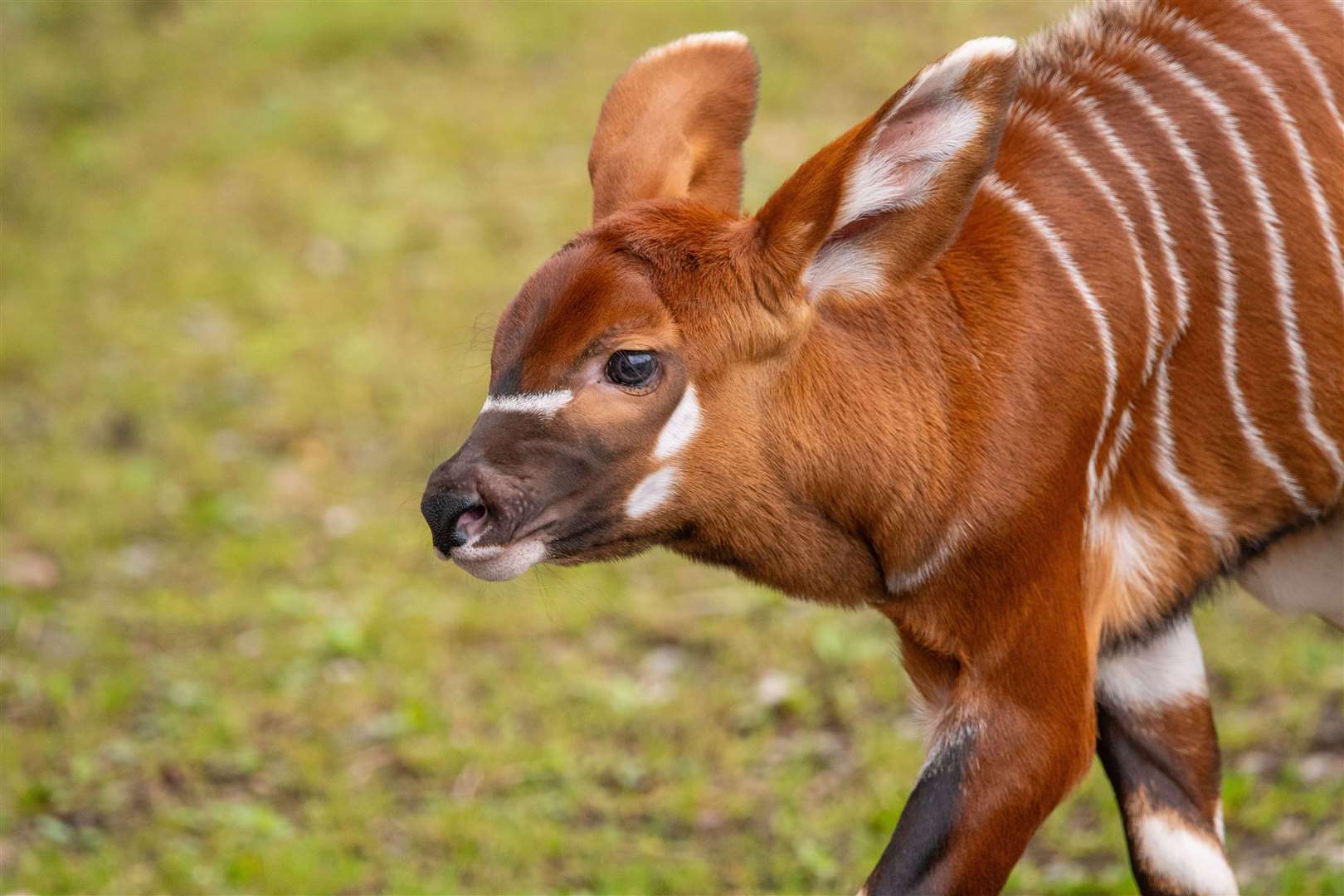 The calf was born at the start of September (Gemma Davis/Marwell Zoo/PA)