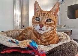 Butternut, a 16-year-old domestic short-hair at Battersea Brands Hatch