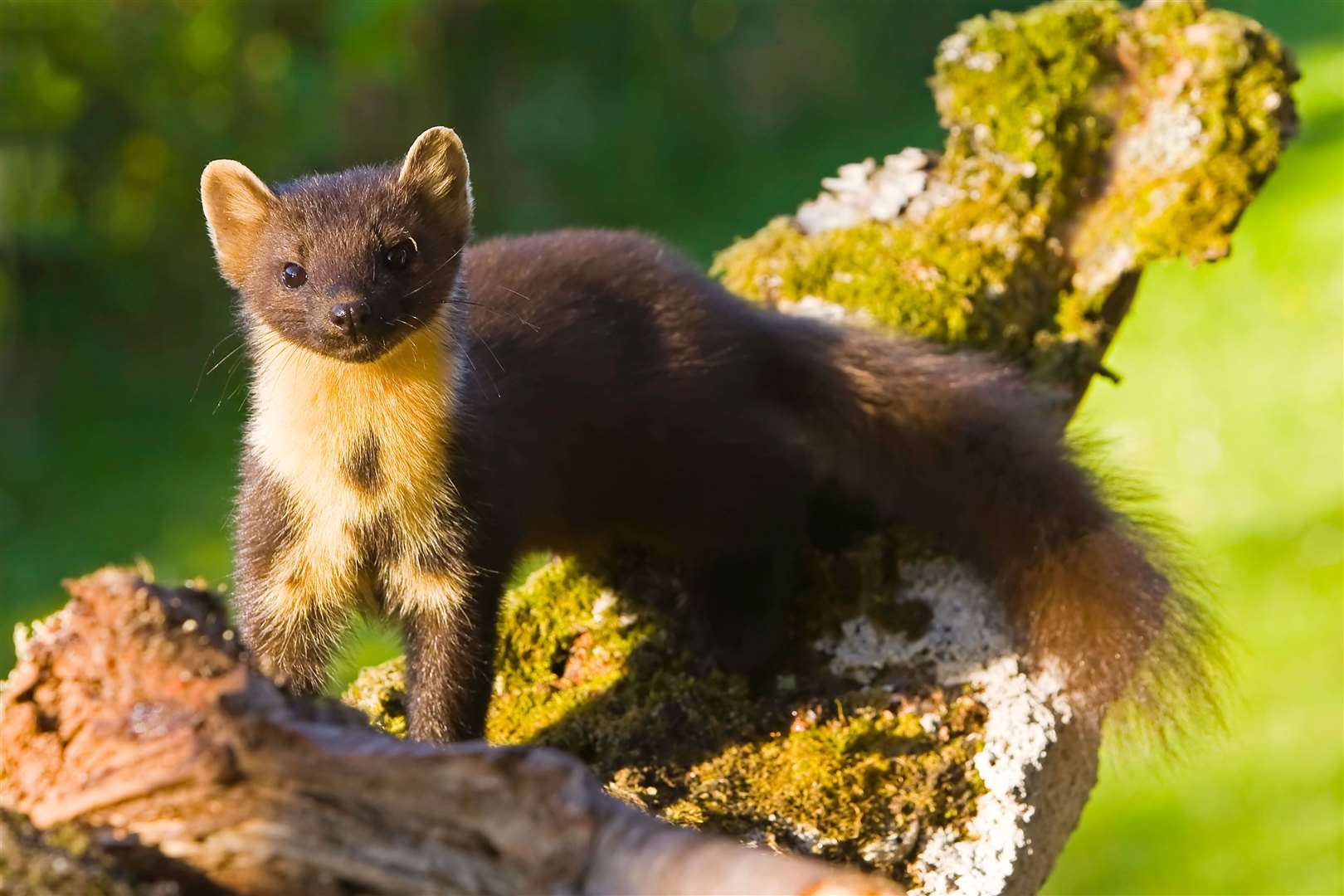 Pine martens are a key part of woodland ecosystems (Alamy/PA)