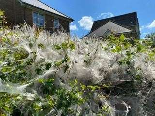 The web is eye-catching in the sun. Photo: Tara Cockell