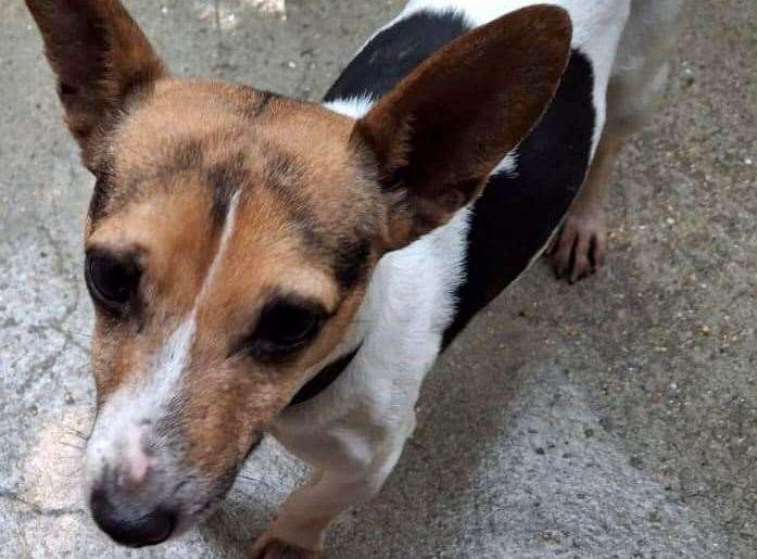 Jacko before the attack in Chartham. Picture: Guardian Angels for Dogs