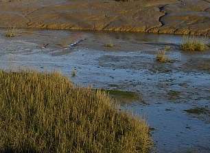 The man was stuck waist-deep in mud