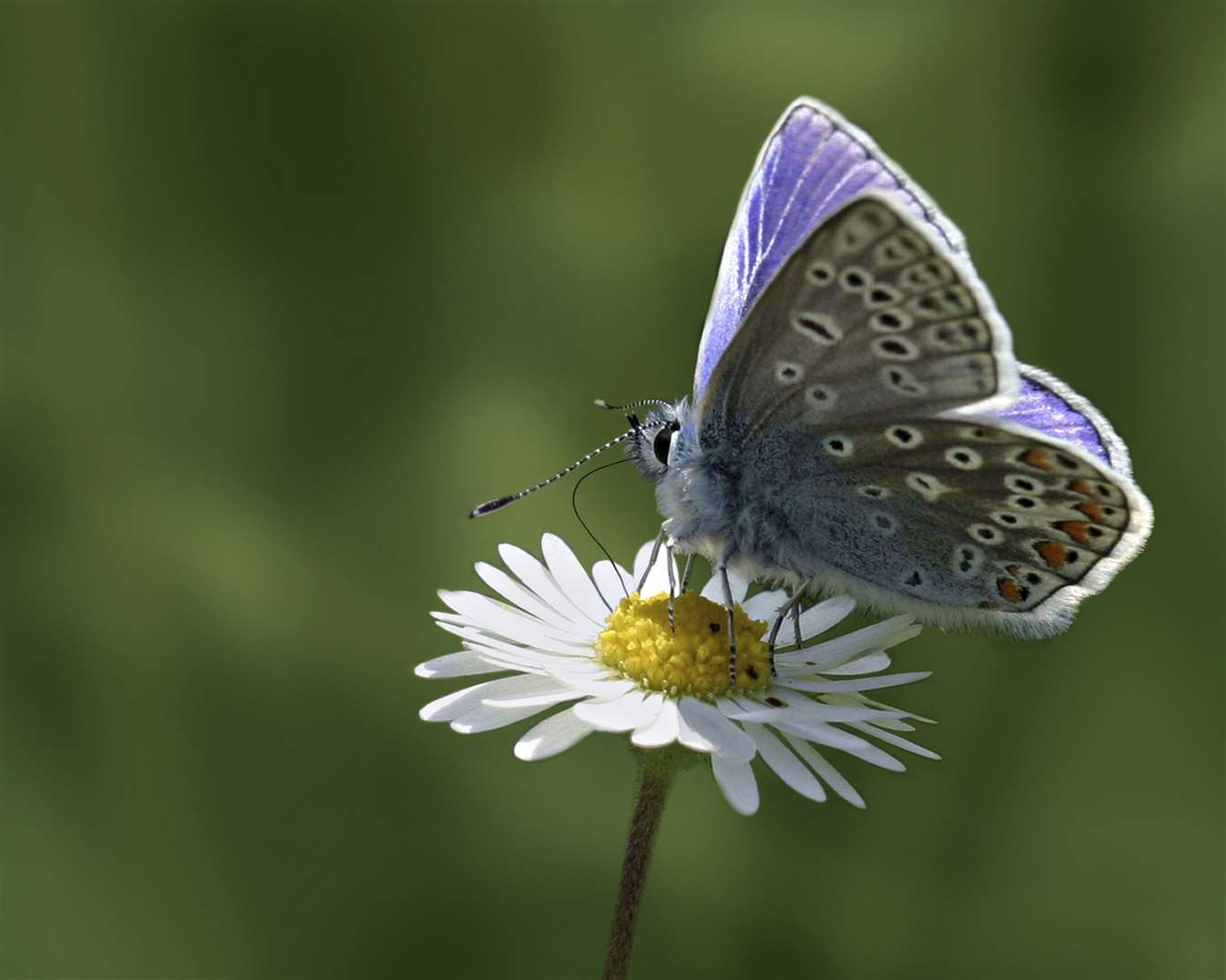 The Common Blue Butterfly