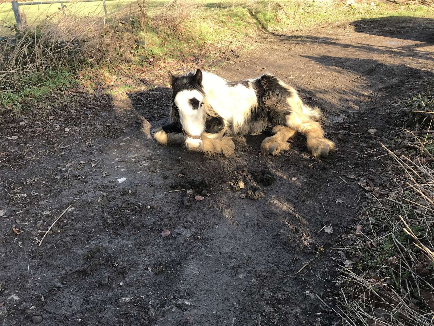 This pony found dumped in a lane near Maidstone has since died, despite attempts to save it. PIcture: RSPCA (29291182)