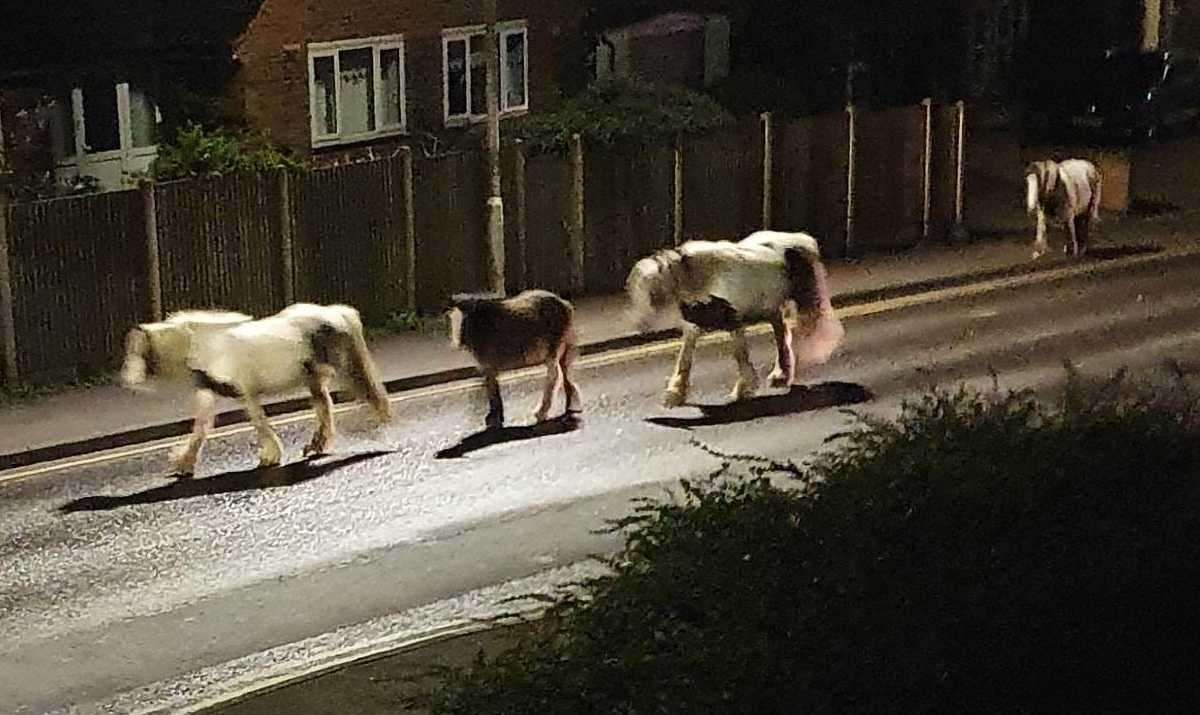 The horses were cantering along St Martins Hill in Canterbury