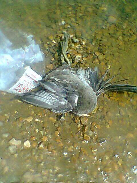 A dead Coot: Courtesy Matt Lacey