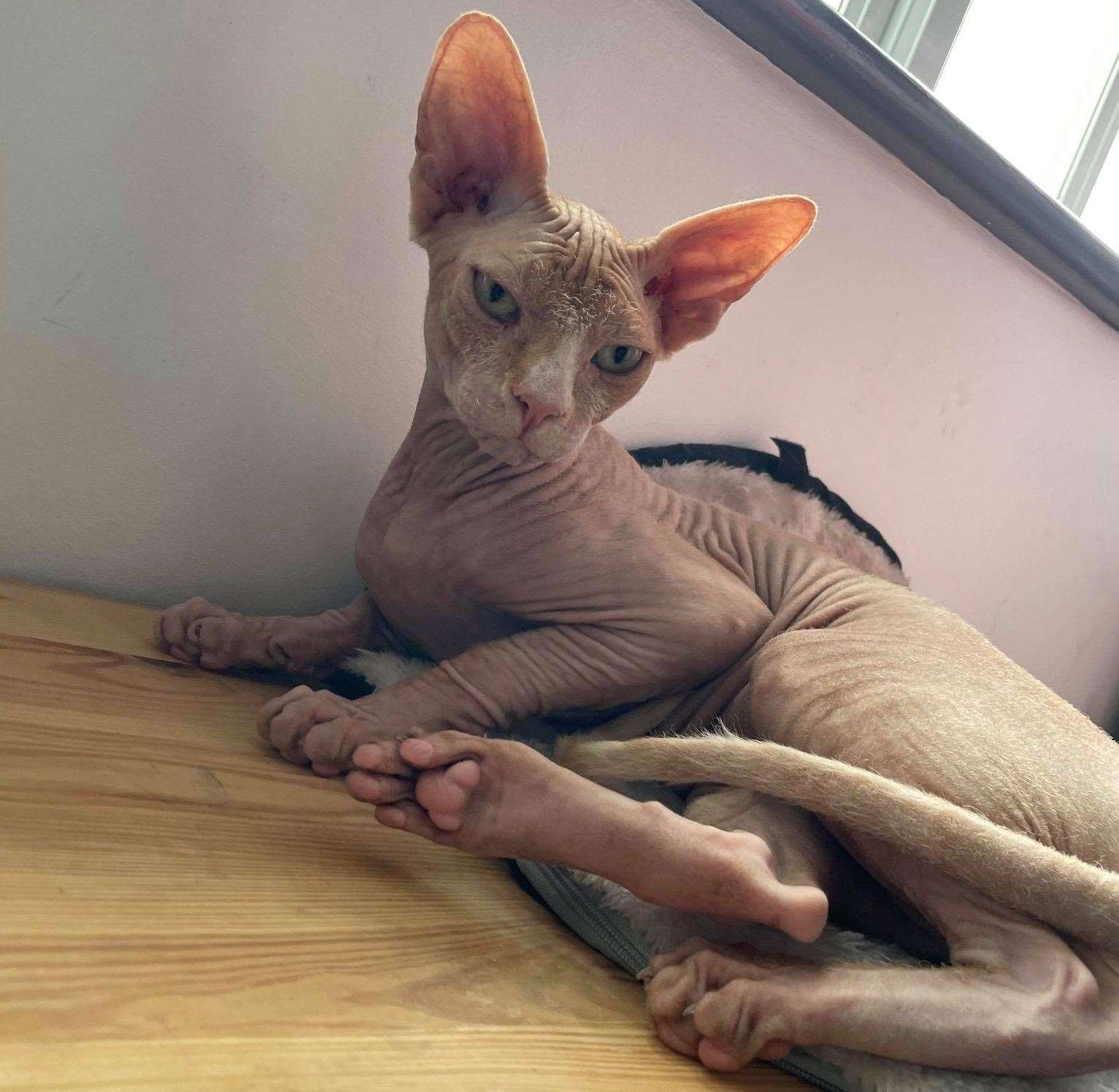 Some of the cats are Sphynx. Picture: Pip Harris