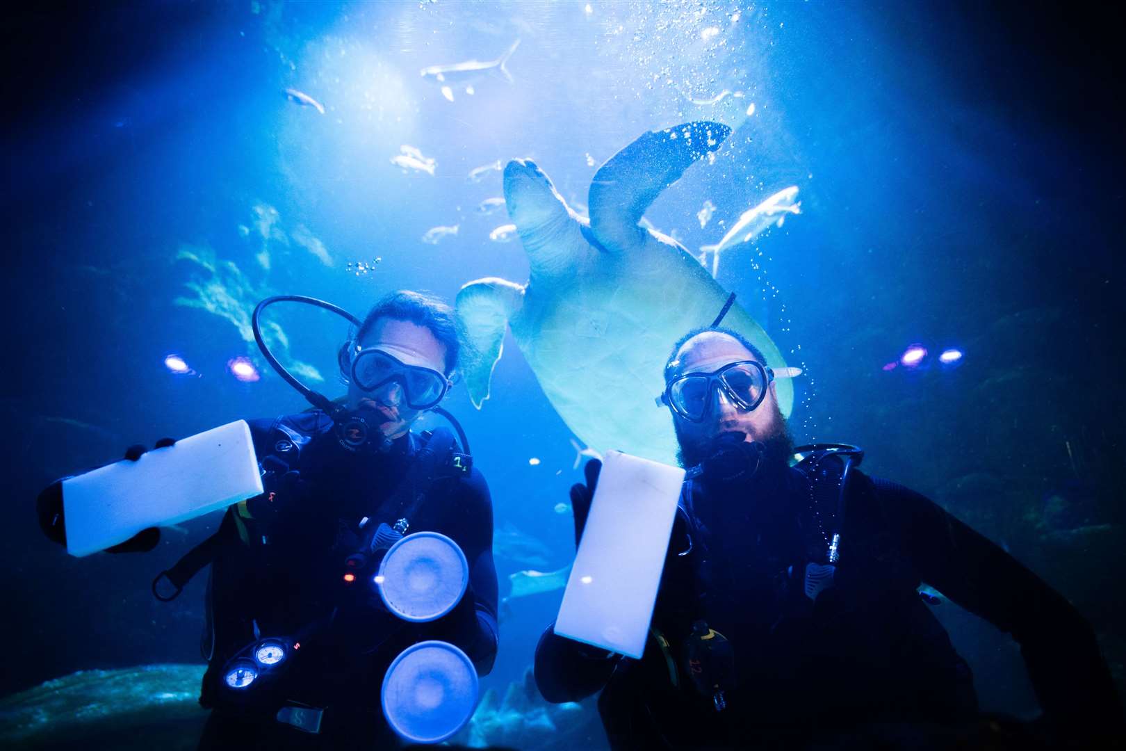 Aquarists clean windows at the Sea Life London Aquarium (James Manning/PA)