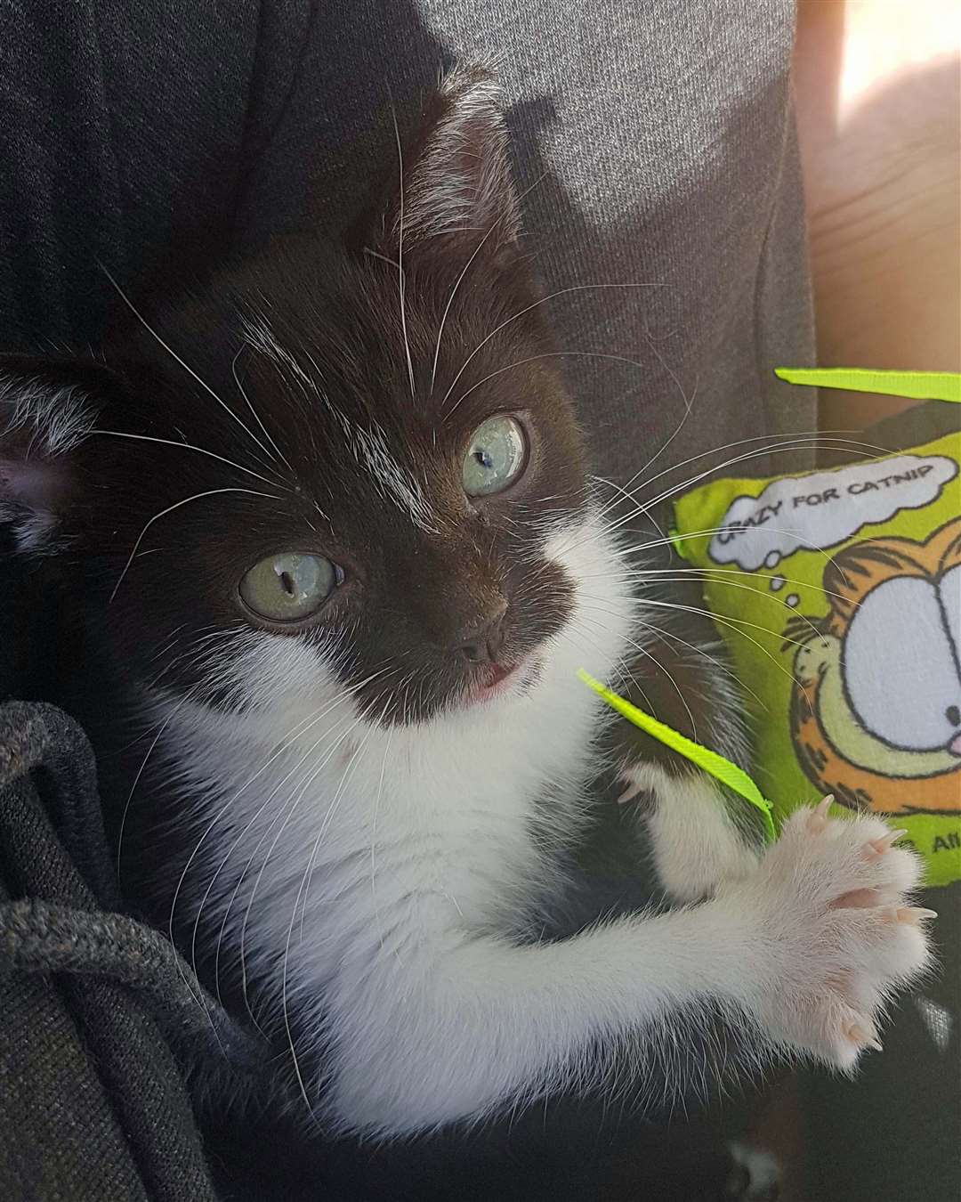 Mowzer, a black and white kitten who is believed to have a rare form of dwarfism (Cats Protection/PA)