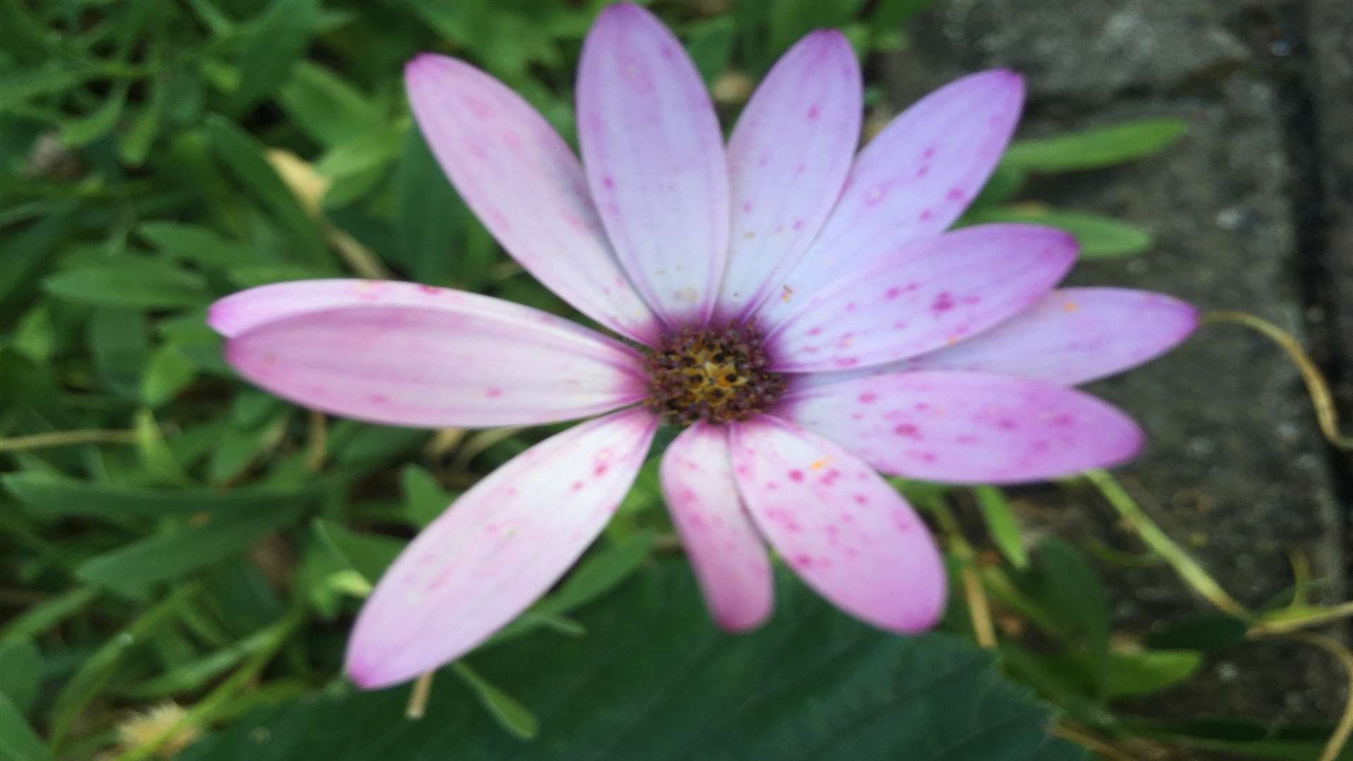 Osteospermum