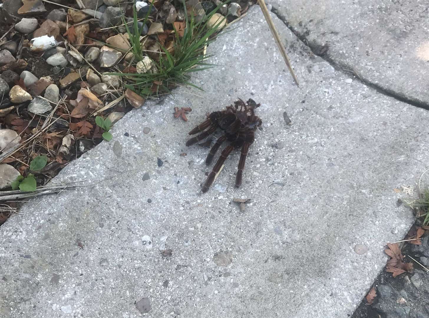 The shed tarantula skeleton