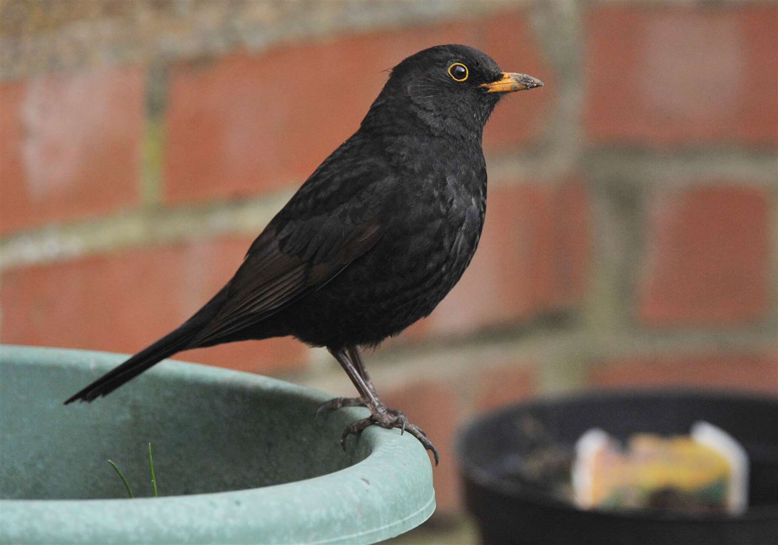 A male blackbird sits on a flower pot (Nick Ansell/PA)