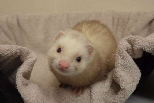 Chris after he was taken in by the RSPCA at Leybourne